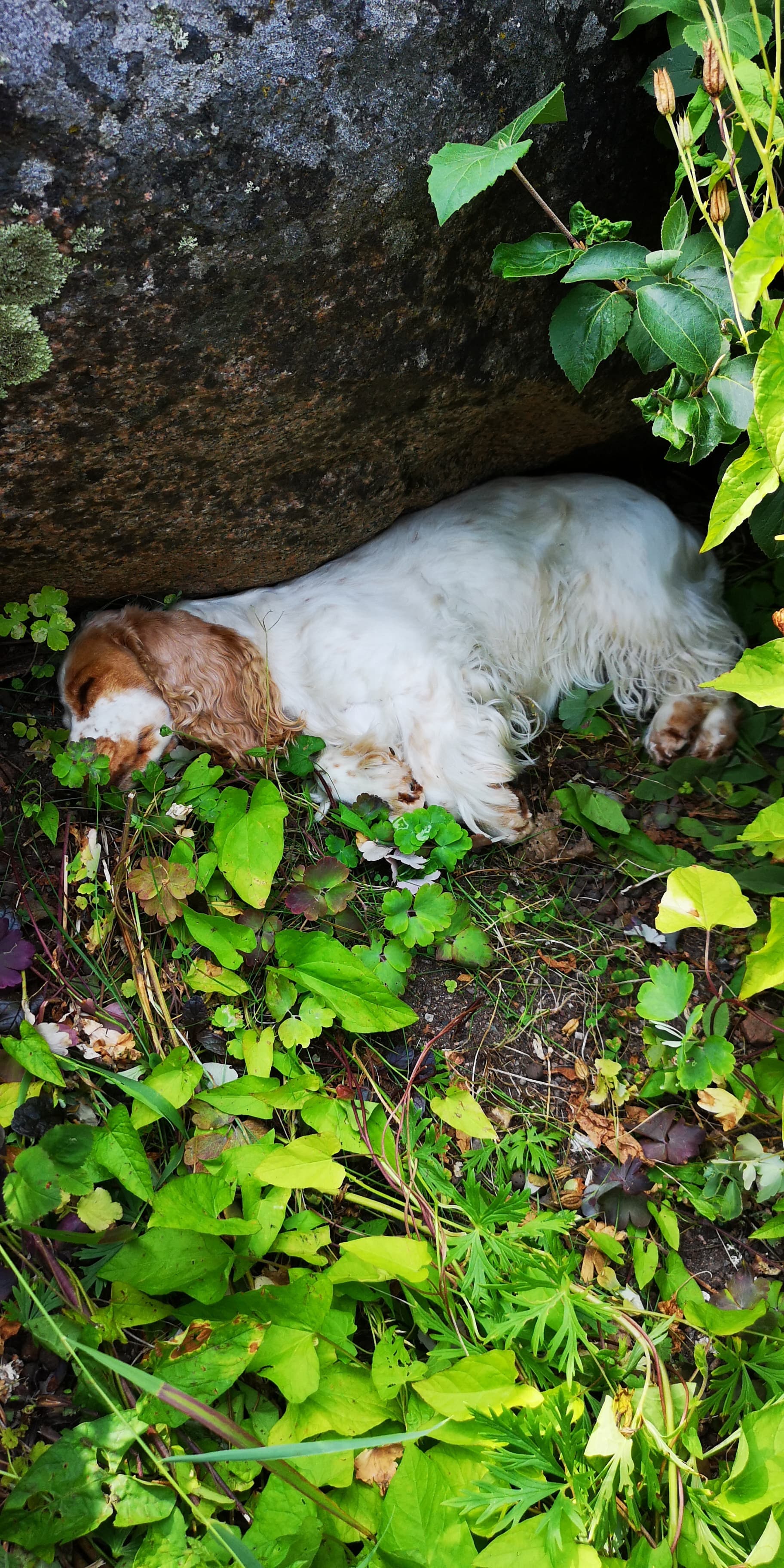 Cocker spaniel som vilar i grönskan vid en sten på gården Sanda