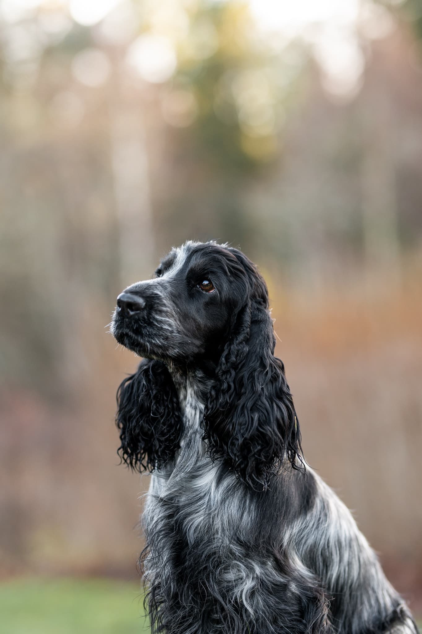 Wiggedalens Jill, blue roan cocker spaniel, i höstlig hage